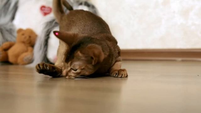ABY Абиссинский котенок девочка