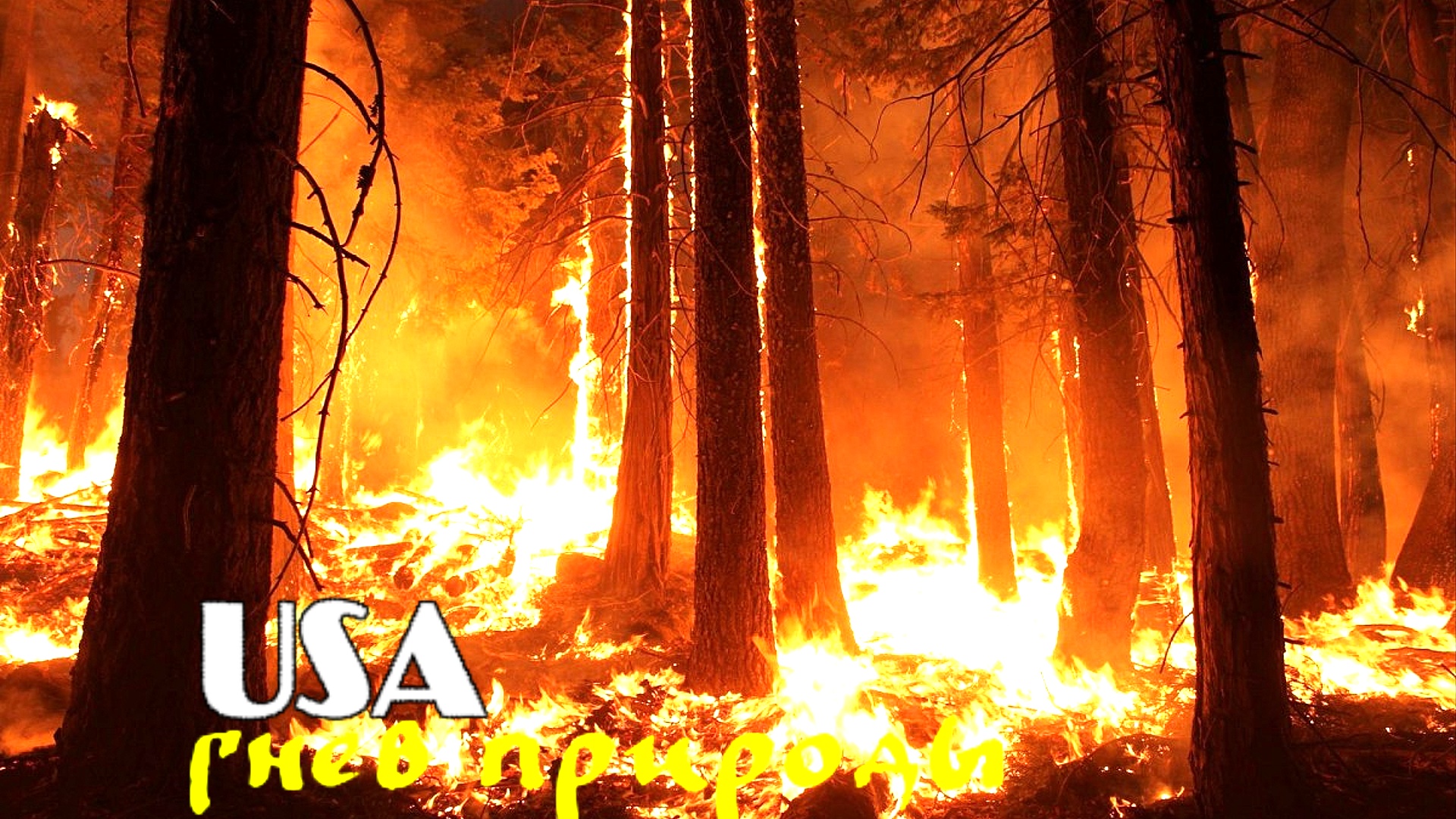 Гигантские секвойи могут сгореть в пожарах в Калифорнии.mp4