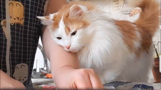 Фотосессия кота Лучика!