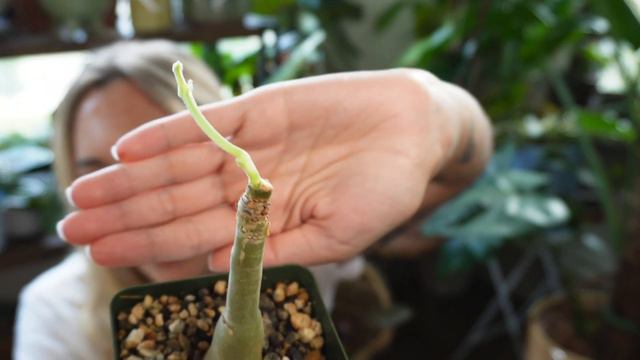 April Plant Faves | Philodendron, Hoya, Syngonium
