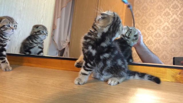 Мальчики окраса черный мрамор, возраст 1.5 мес.