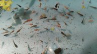 Аквариум для начинающих Мальки петушков переведены из нерестовика в подростковый аквариум