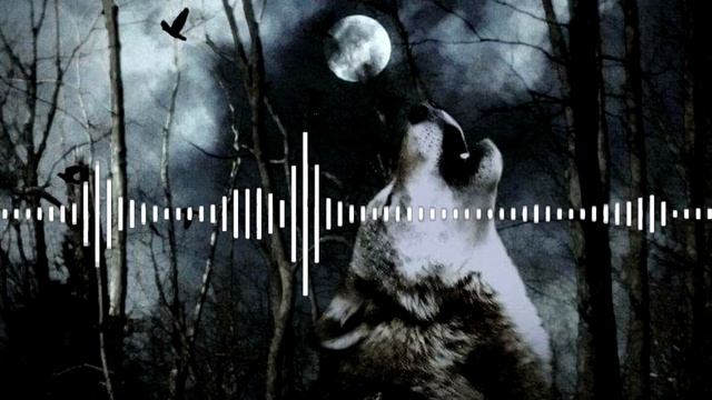 Волк воет. Звук для видео//sound wolf howls