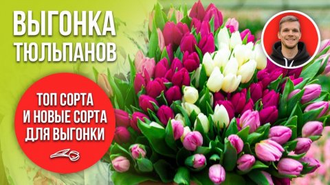 Топовые сорта для выгонки тюльпанов
