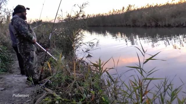 ТРОФЕЙНЫЙ БЕЛЫЙ АМУР НА ПОДСАК