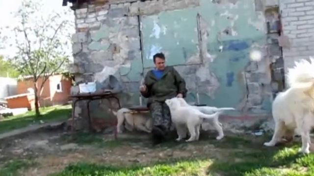 Мареммо-абруцкие овчарки в Новочеркасске