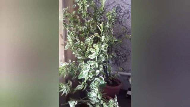 Как вырастить педилантус.(молочай)
