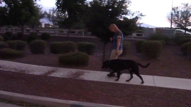 Stop Your Dog from Pulling on the Leash -  Loose Leash Walking