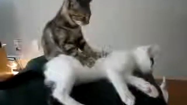 Коты умеют делать массаж