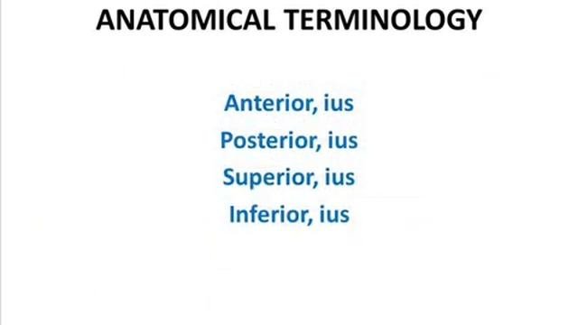 Anatolical terminology Topic 3.mp4