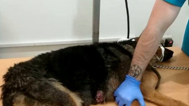 “Я – ненужная собака!” Так думает овчарка Пальма, которую владельцы решили пристрелить за старость…
