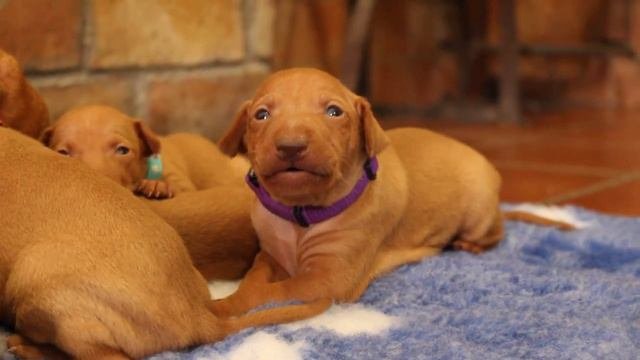 Litter I, 2,5 weeks old, 1 part