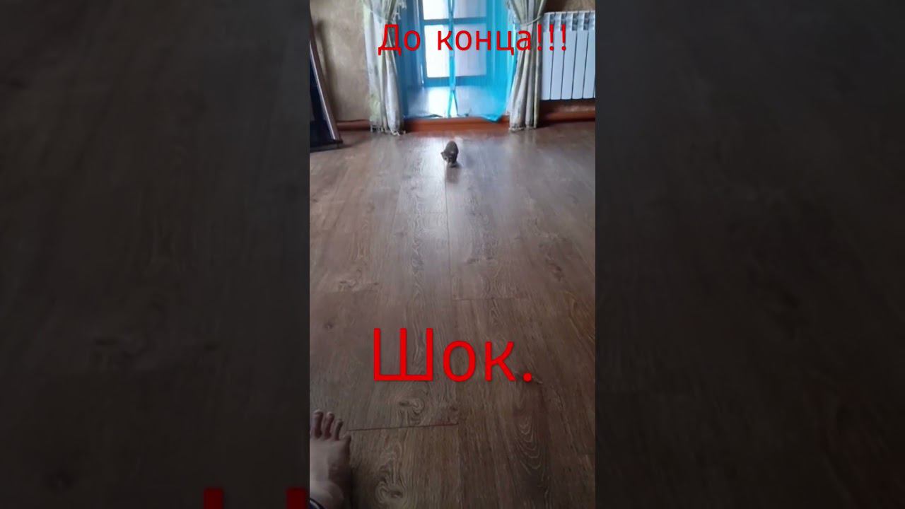 Что за лев-это тигр