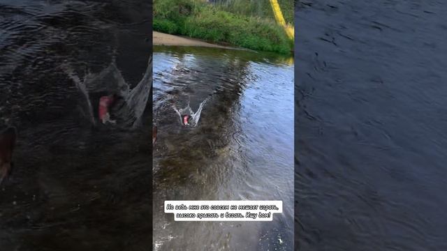 Хотите себе друга? Забирайте Асю