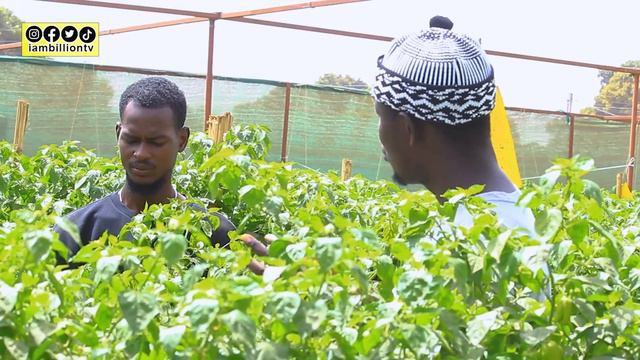 How to be successful  in Vegetable Farming in Africa: