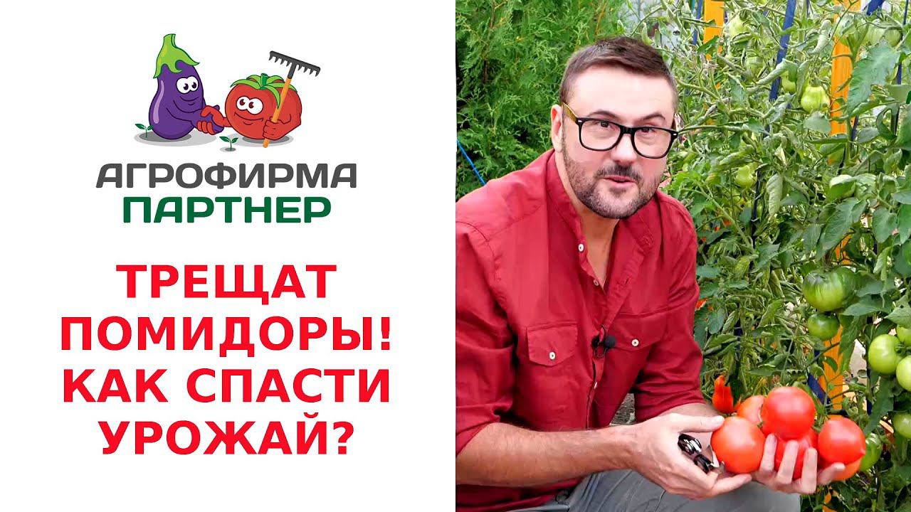 ТРЕЩАТ ПОМИДОРЫ! КАК СПАСТИ УРОЖАЙ?