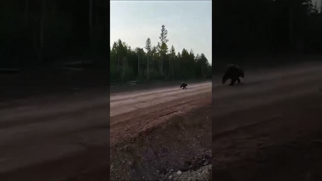 Это медведи-спортсмены?