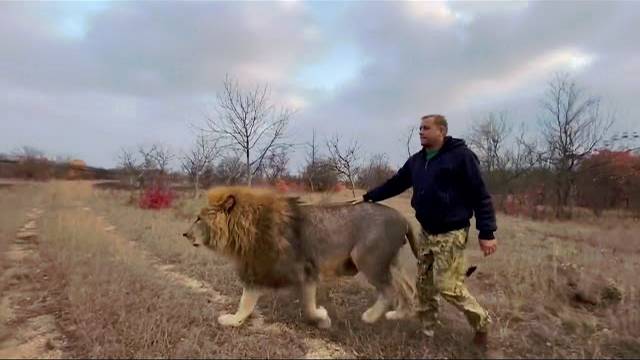 Львы Филя и Витя ОТКРЫЛИ ЛАПАМИ ВОЛЬЕР и вышли в большую саванну !