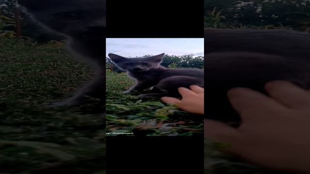 Котька Серый