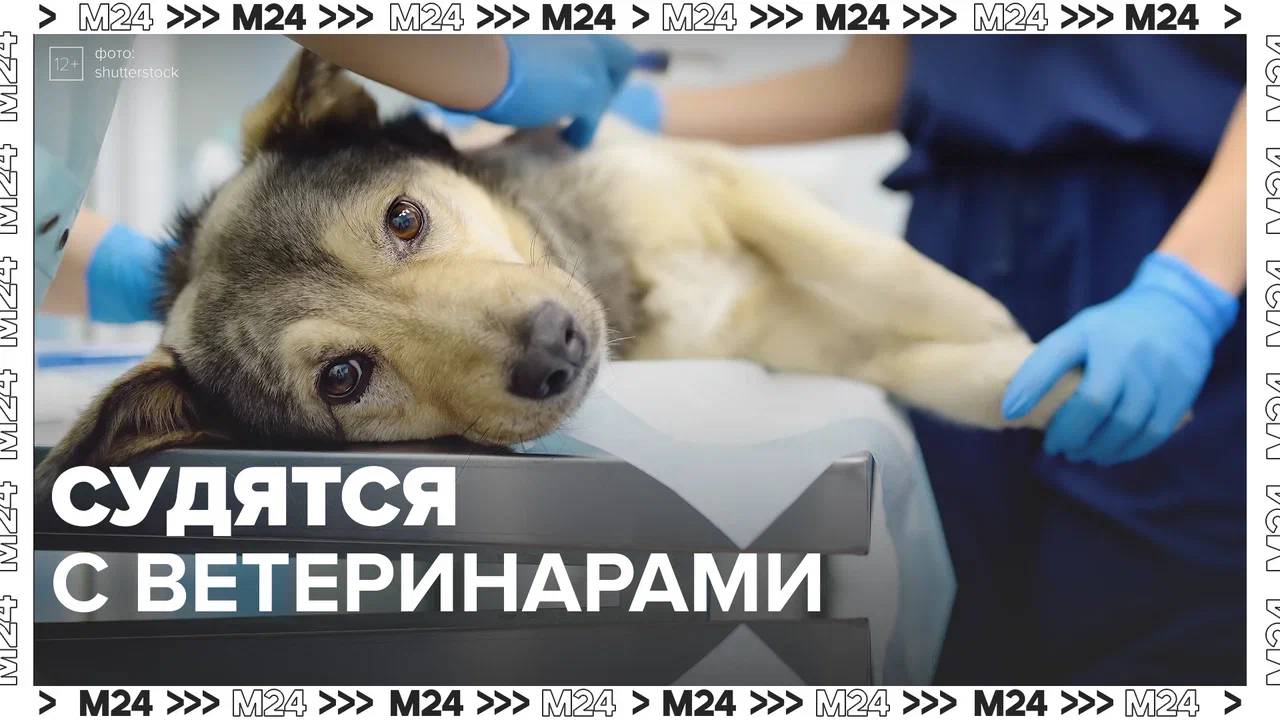 Москвичи судятся с ветеринарами — Москва24|Контент