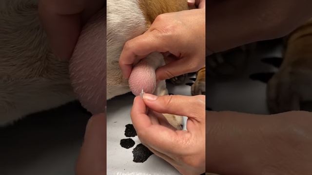 Lipoma in Dogs: Fine Needle Aspiration by a veterinarian