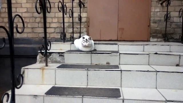 кот монобровь