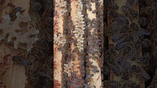 Быстрый осмотр пчелосемей #пчела #пчелосемья #пасека #мед #мёд #пчелопродукты #улей #своя пасека