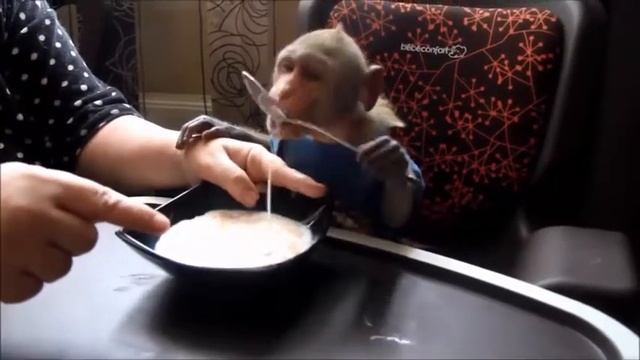 Обезьянка учится кушать