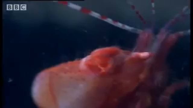 Ударно-волновая терапия - взятое из природы. Пистолет креветки образует звуковую волну в оружие.