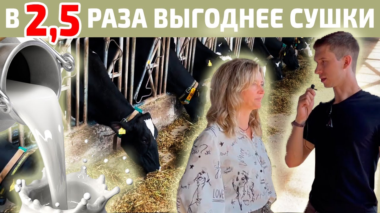 13200 кг молока в год с одной коровы | Технологии успеха племзавода «Родина».
