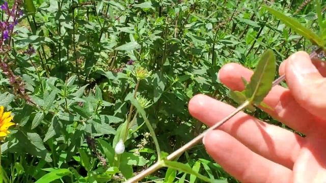 How to Propagate Salvia and how to Deadhead Salvia Salvia nemorosa