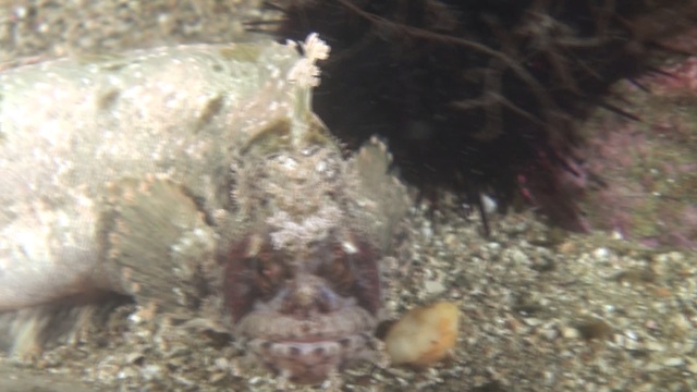 Divetourism v Primoriye