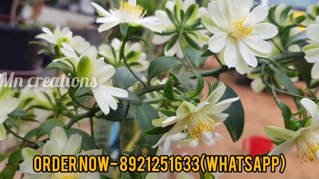 ലെമൺ വെയിൻ പ്ലാന്റ്സ്  കണ്ടിട്ടുണ്ടോ /Lemon Vine Plant Complete Care