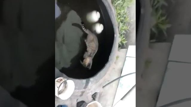 Кот ловит рыбу