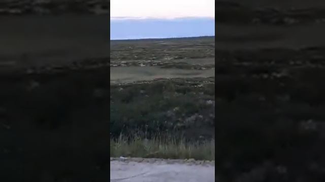 Новый Уренгой Тарко-сале трассе. Медведь