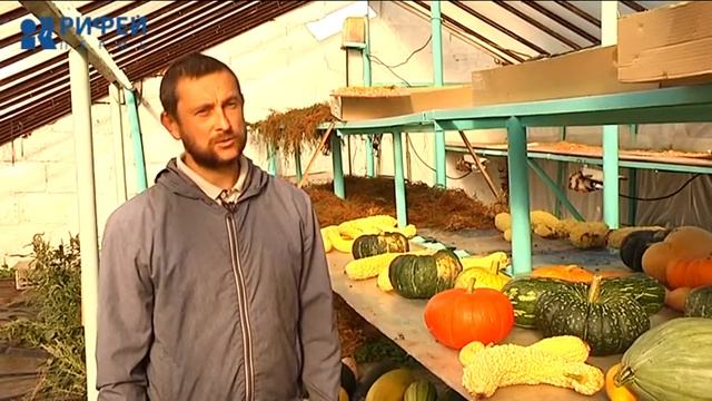 Зеленый участок. Уборка тыквенных на хранение