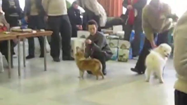 Бэст бэбиков  2