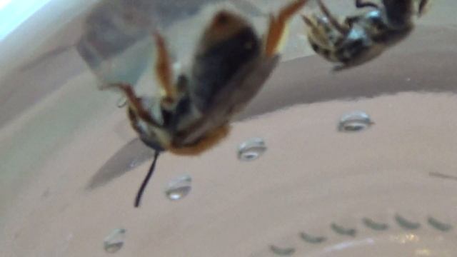 Дикие Пчелы на Цветах Вишни в Киеве. Wild Bees on Cherry Flowers, Maidan, Kiev Ukraine