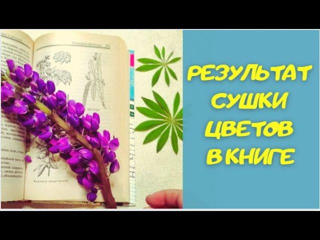 Результат сушки цветов в старой книге, домашних условиях