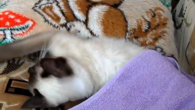 Колыбельная для котенка, который согнал хозяйку с дивана!
