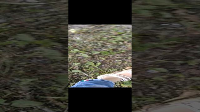 VID_20240813_135455.mp4