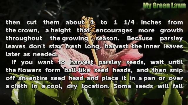 How to Cut Parsley from a Plant