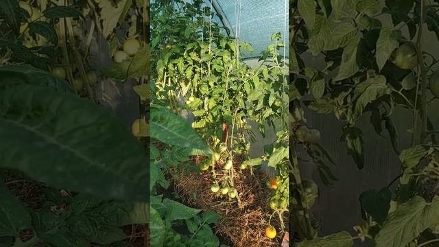 Обзор на томатные гномы