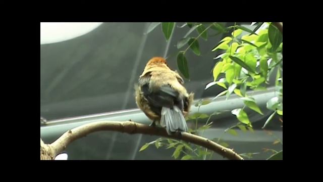 Burnished Buff Tanager (Tangara Cayana)