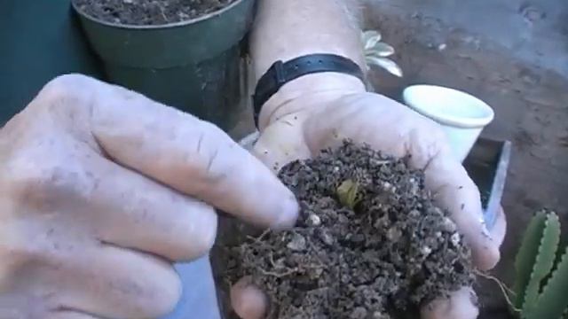 Potting Soil Recipe for Cacti and Succulents