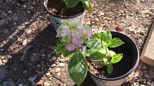 Nikko Blue Hydrangea  Update  The Thrifted Planter