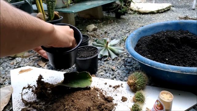 Retirando cacto de forma simples do cavalo, e replante da echeveria junto.