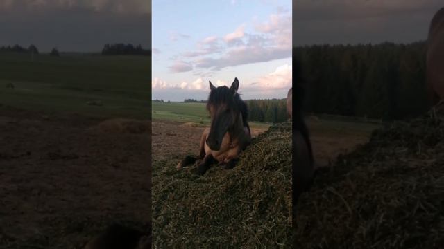 Лошади 🐎