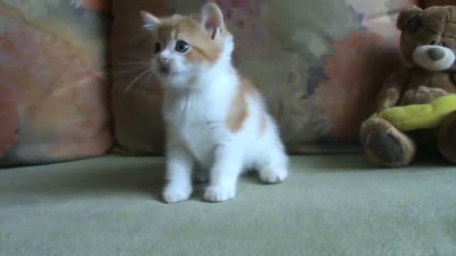 Королевич))