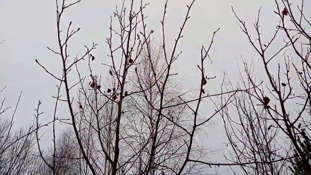 Яблочная душа// консультации ветеринара//